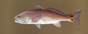 redfish